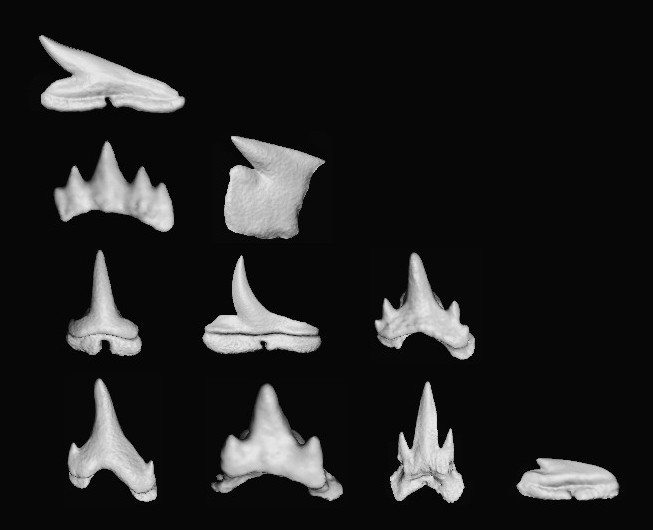 Shark tooth diversity