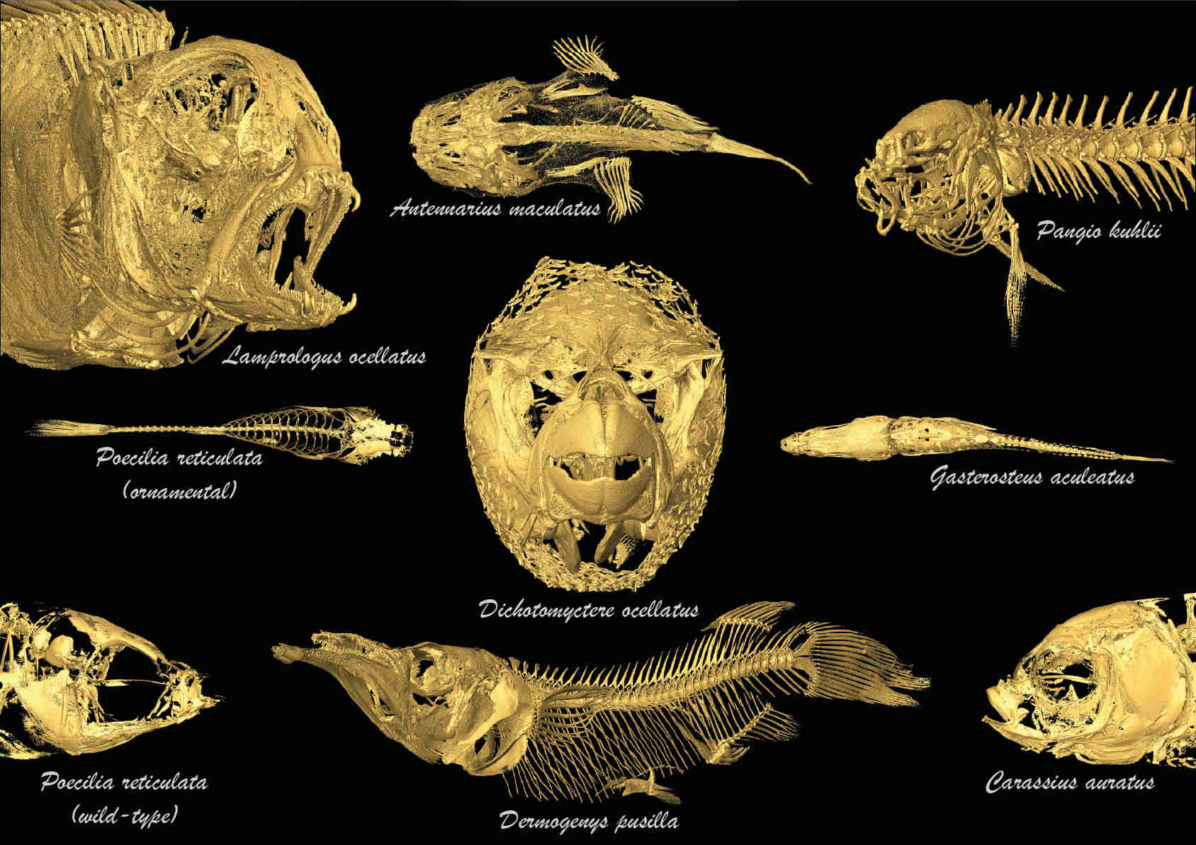 CT scans of fishes