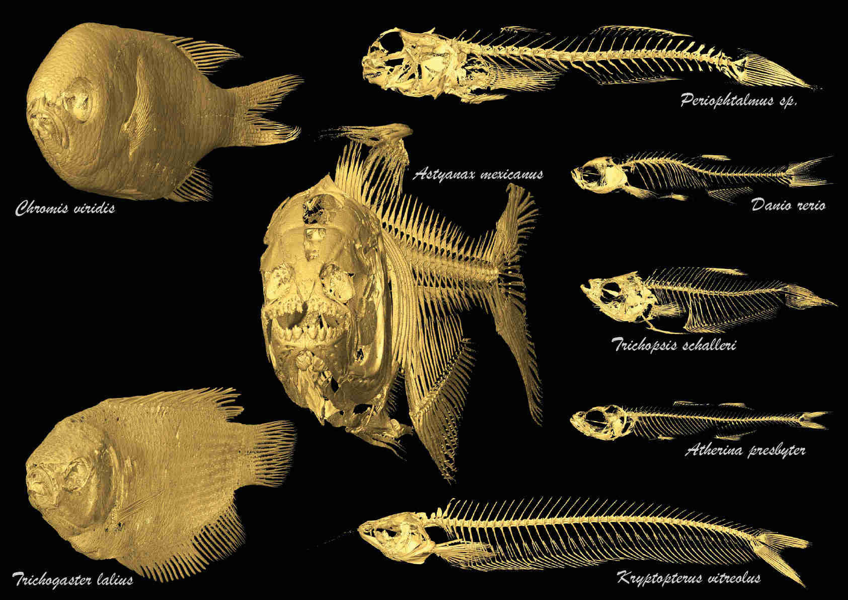 CT scans of fishes