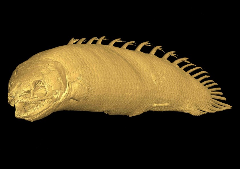 Polypterus senegalus