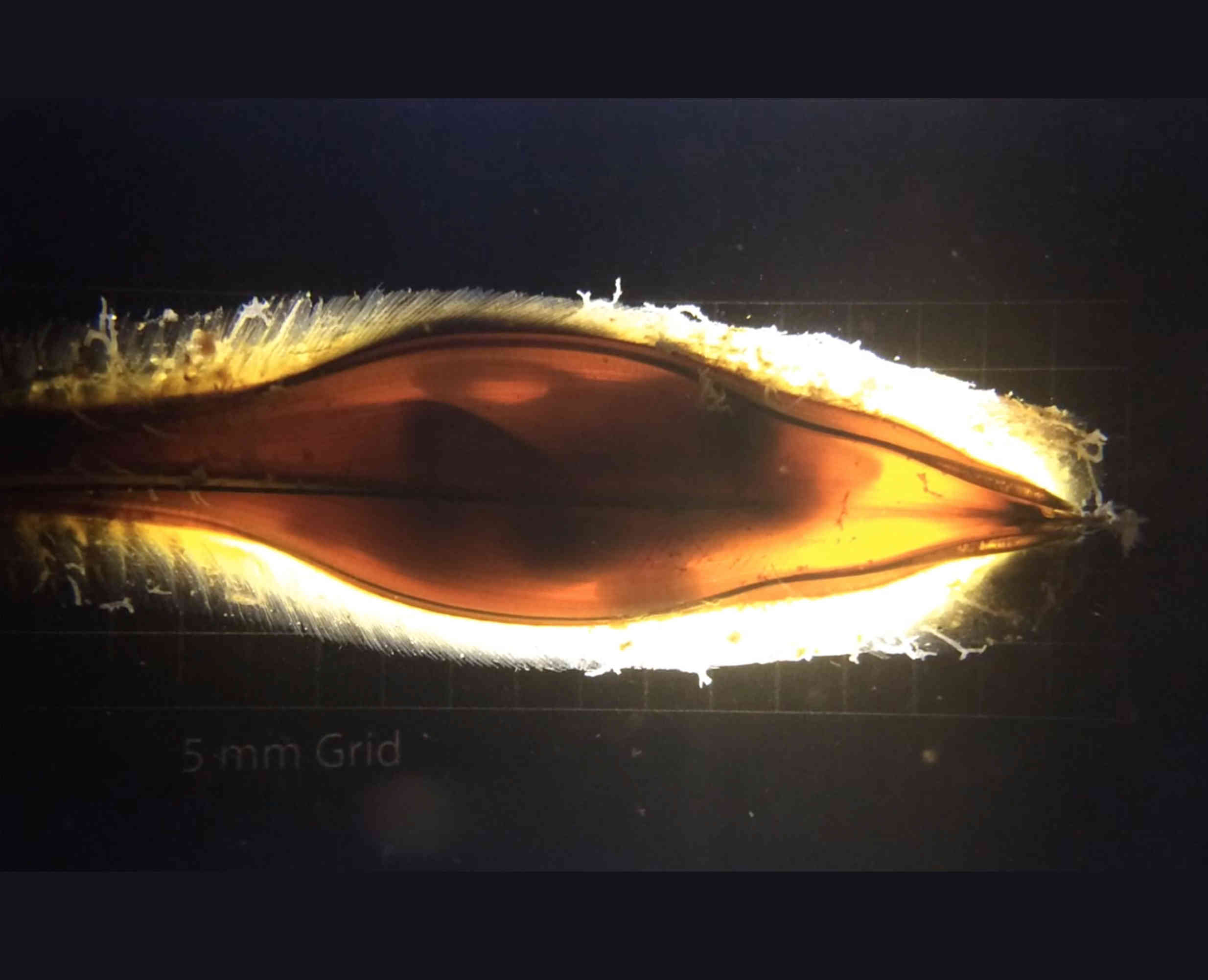 Hydrolagus colliei embryo © Nicolas Hirel