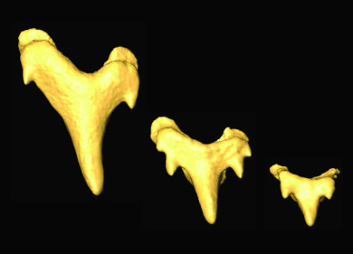 Scyliorhinus stellaris teeth